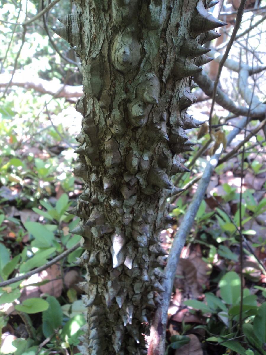 Bombax ceiba L.